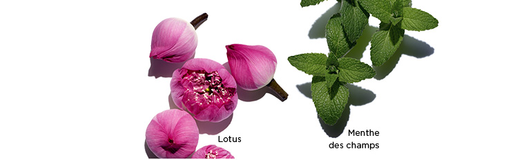 莲花、甘菊和薄荷成分